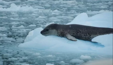 The fearsome Leopard Seal