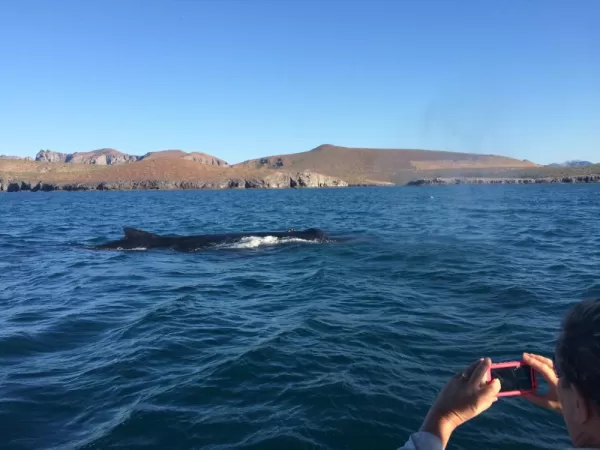 Humpback whales in the Sea of Cortez