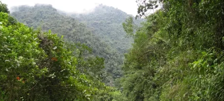 Ecuadorian landscape