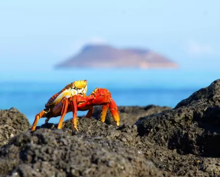 Sally light-foot crab crawling on the beach