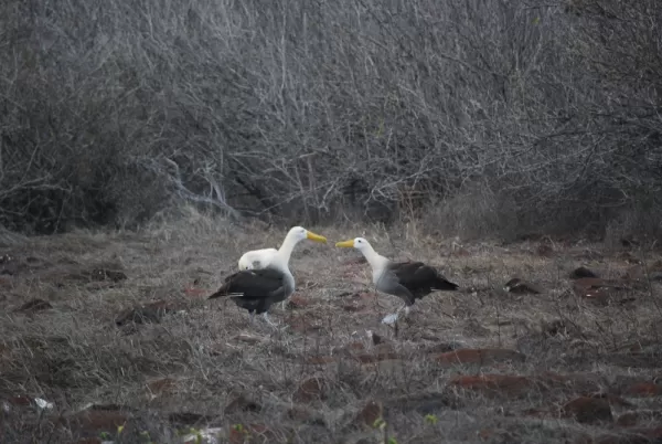 Adult Waved Albatrosses doing the mating dance.