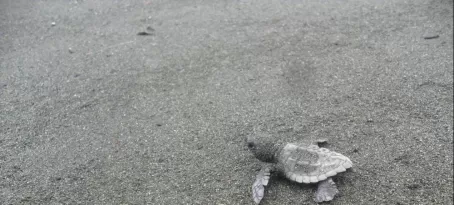 Baby sea turtle at Corcovado National Park