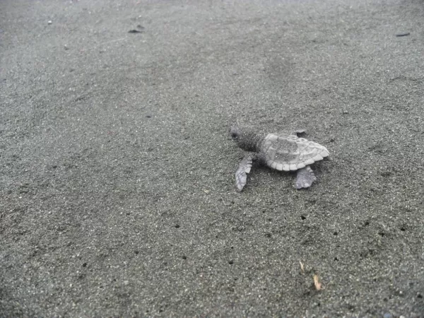 Baby sea turtle at Corcovado National Park