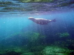 Sea Lion checking out us
