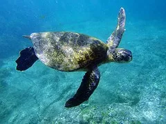 Swiming with the Green Sea Turtles