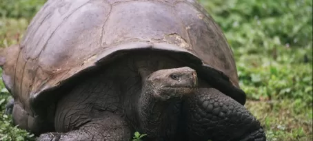 Galapagos tortoises can live to be more than 100 years old! 