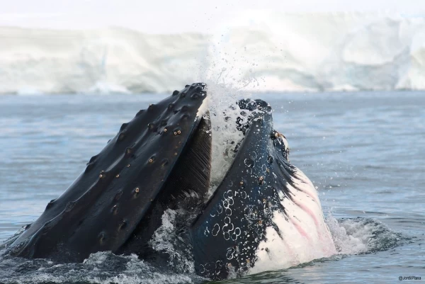 A humpback whale feeds on krill in Antarctic waters 