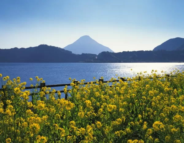 Rape-blossom field by lake and Mt. Kaimon, Kagoshima prefecture