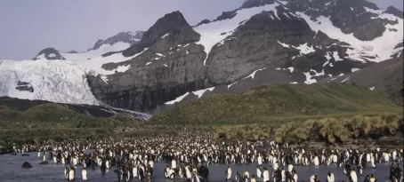 Colony of penguins at Gold Harbor