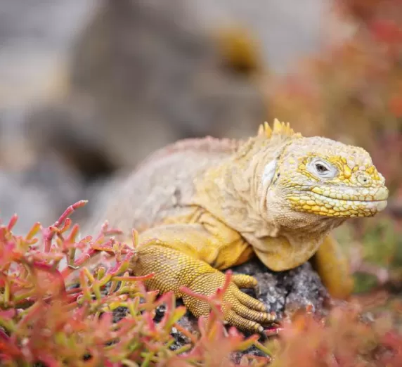 Colorful land iguana