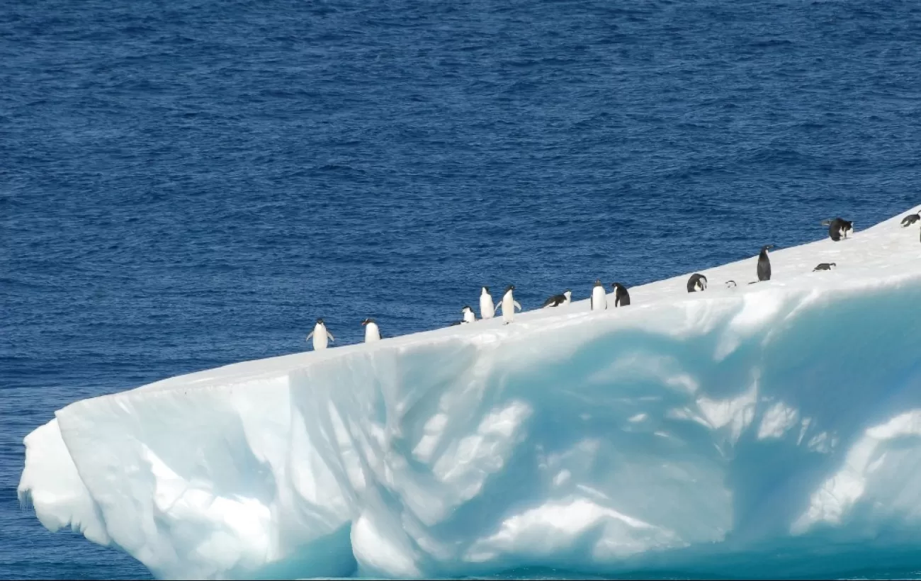 A group of penguins on an iceburg