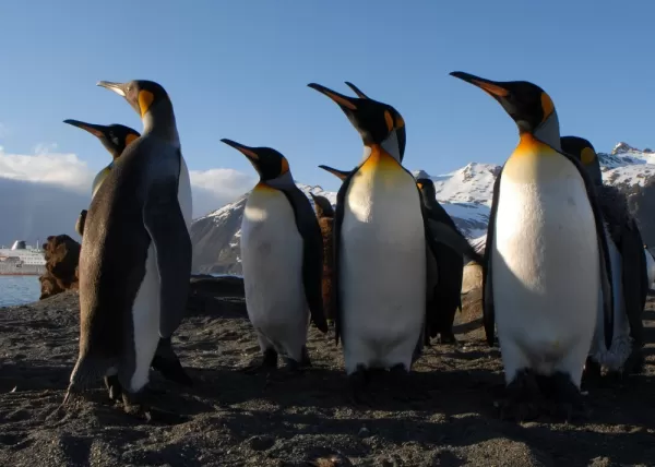A group of penguins enjoys the sunshine