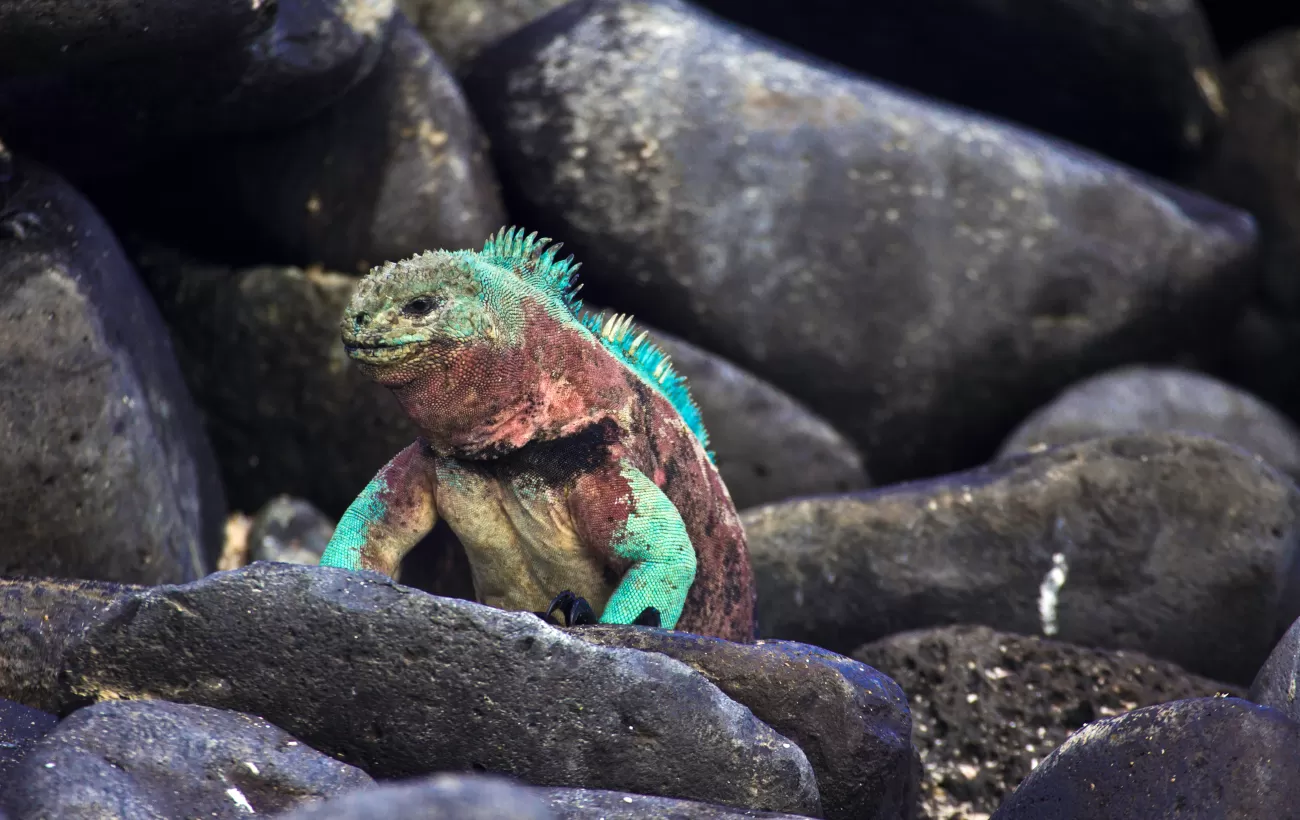 A colorful marine iguana