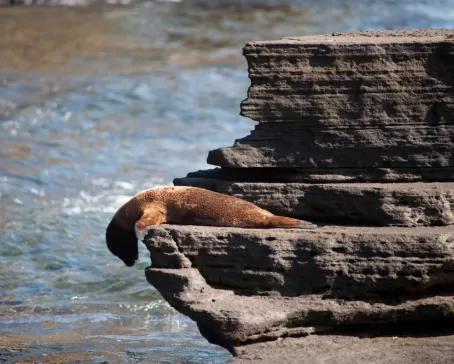 Sea lion looking off a rock