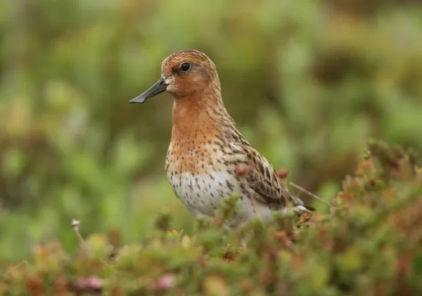 There is a wide variety of bird species along the Kamchatka coast