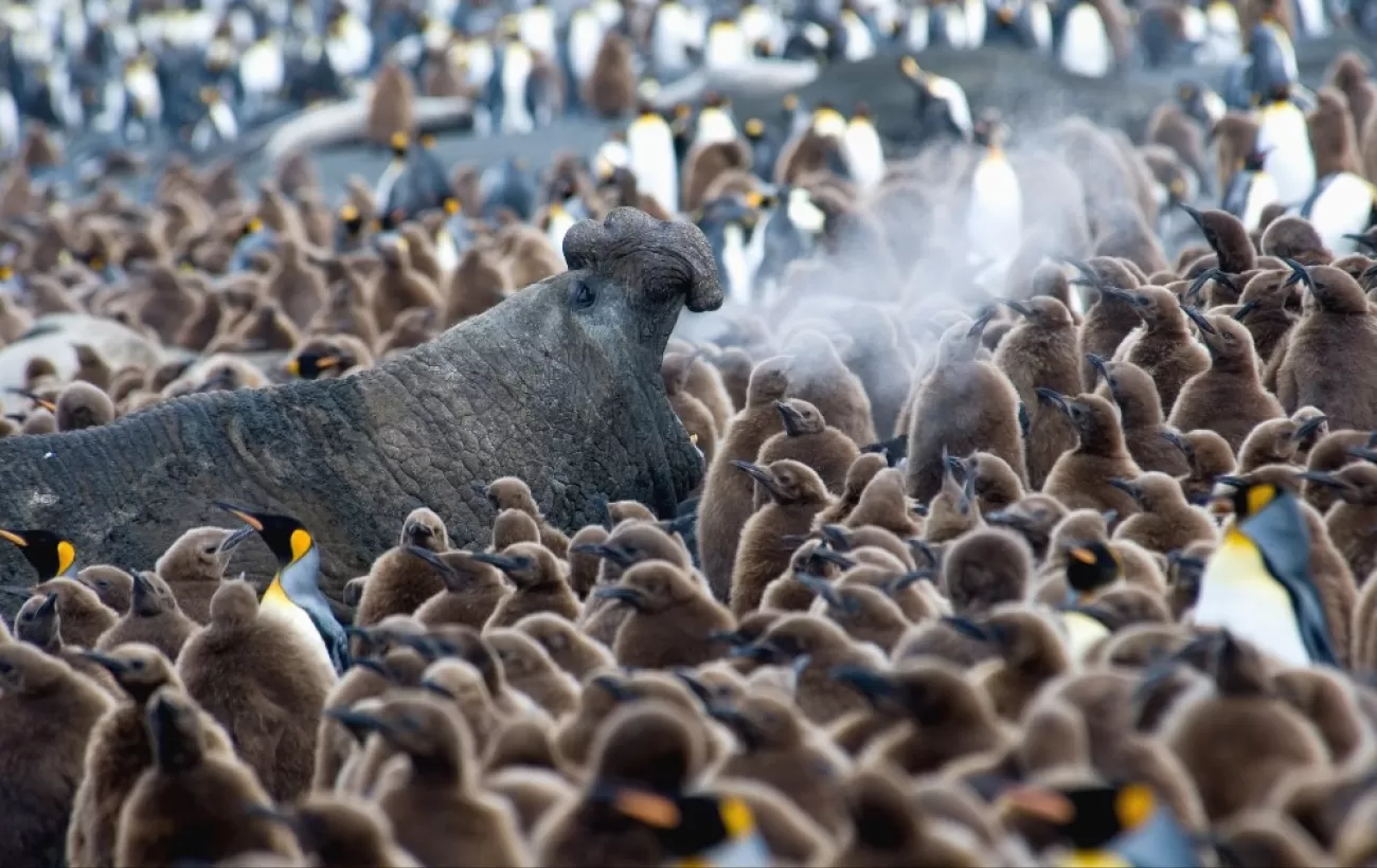 An elephant seal trumpets in the midst of King Penguin chicks