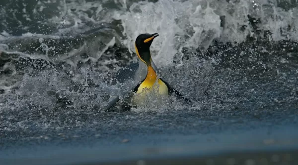 A king penguin dives into the water