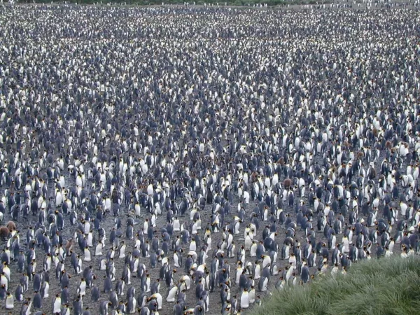 View the awesomeness of a King penguin colony 