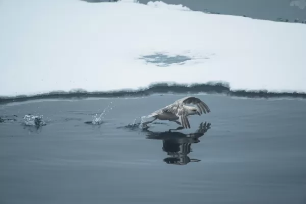 Arctic bird in flight