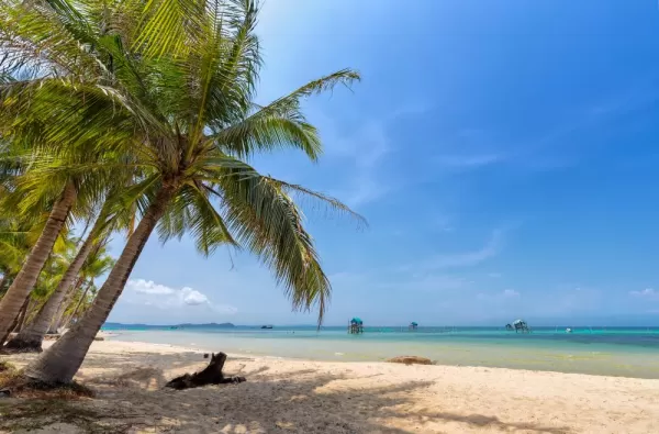Coconut tree on the sea Phu Quoc