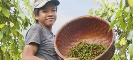 Vietnames boy collecting peppers