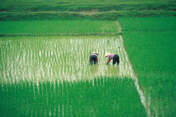 Vietnamese workers in rice paddy