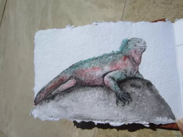 acrylic painting of the marine iguana on Espanosa