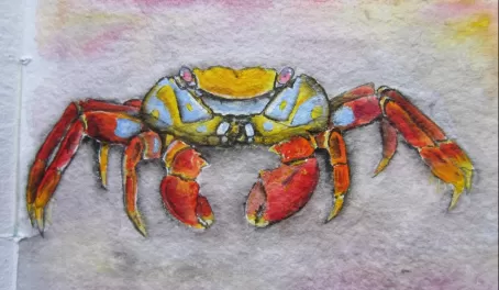 acrylics, Sally Lightfoot crab