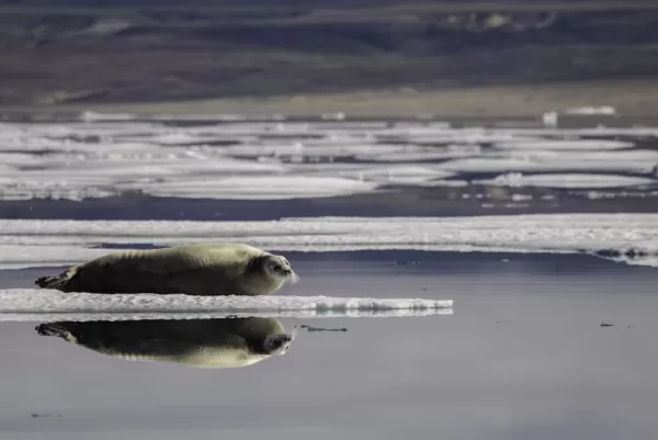 A seal and its mirror reflection