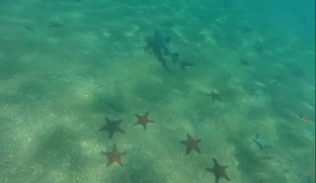 White tip reef shark and starfish