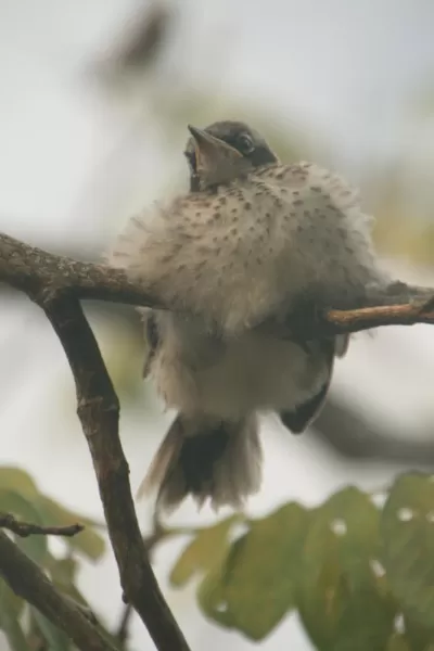 baby Mockingbird