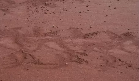 sea lion tracks
