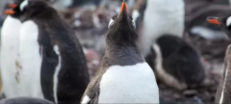Penguins Everywhere