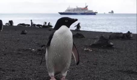 penguin with ship
