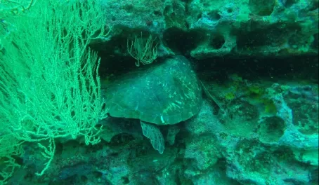 Often sea turtles wedge themselves in to nap