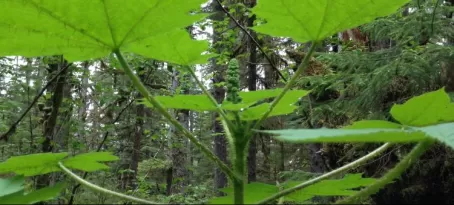 Alaskan rainforest