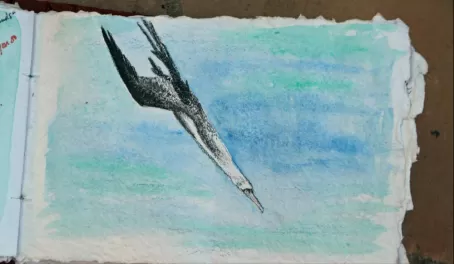 diving booby, acrylics and colored pencil