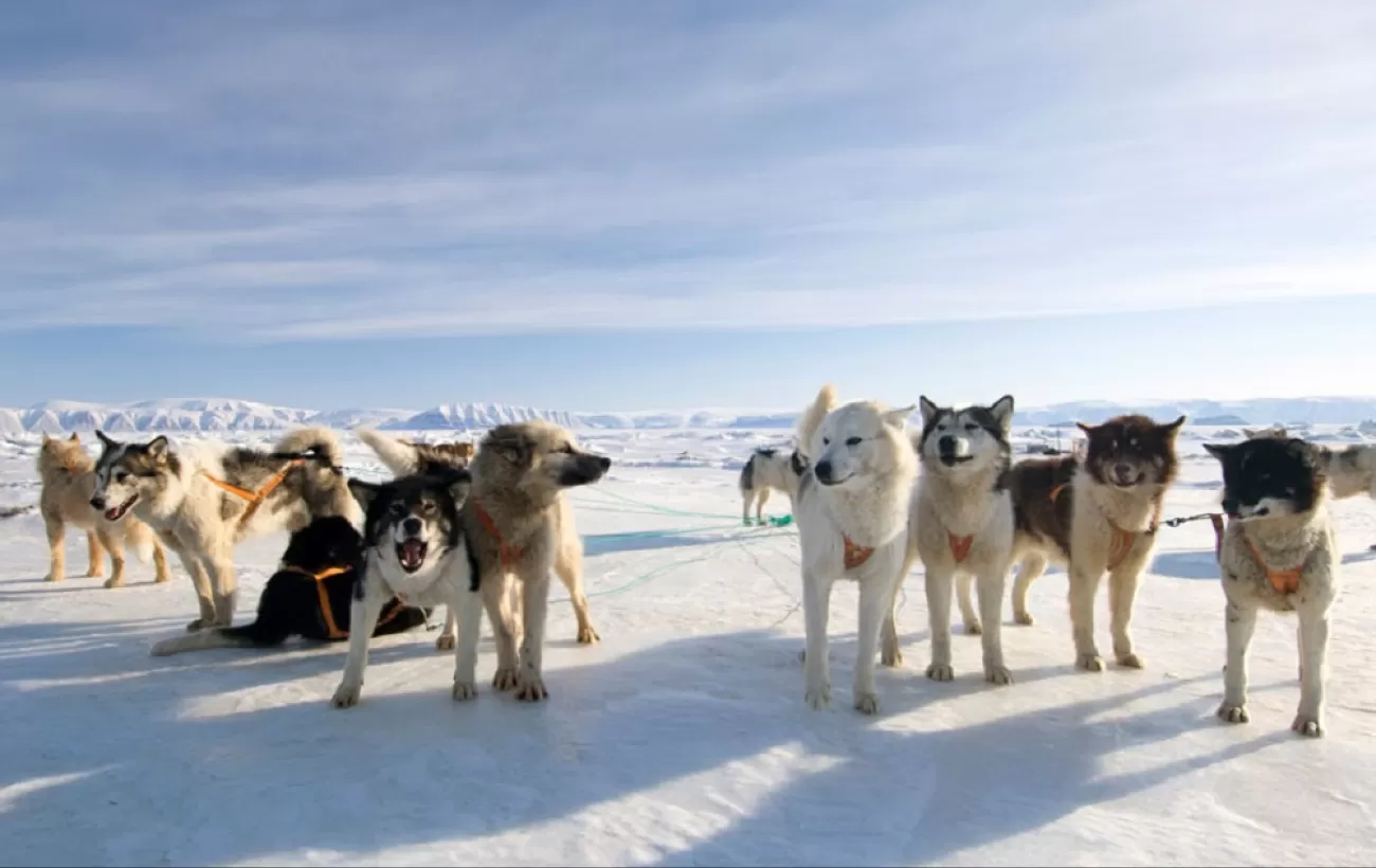 Arctic Activities - Dog Sledding