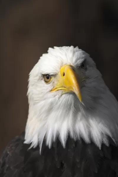 America's mascot: a bald eagle