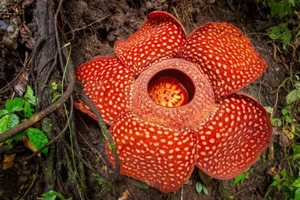 Rafflesia, the biggest flower in the world