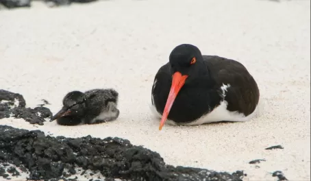 American Oyster-catcher and chick
