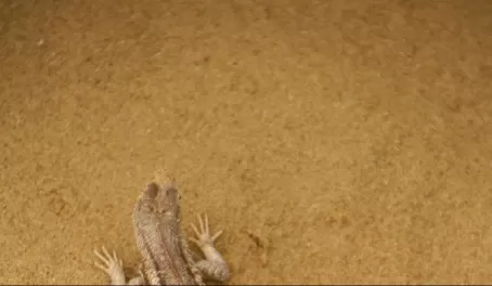 Lava lizard on olivine beach