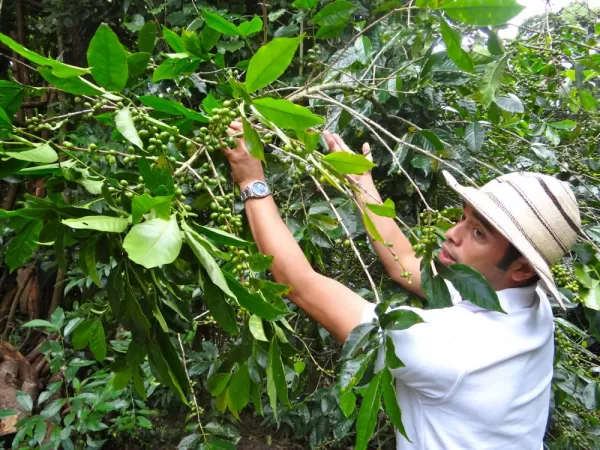 Plinio describes the different types of coffee plants