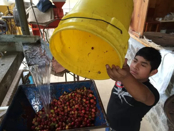 pouring the coffee fruit into the machine
