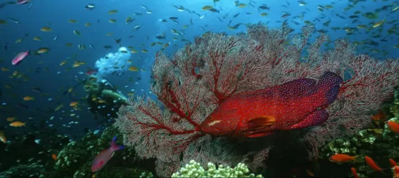 Coral grouper, diver, & school of fish