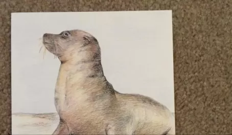 Colored pencil of a baby sea lion