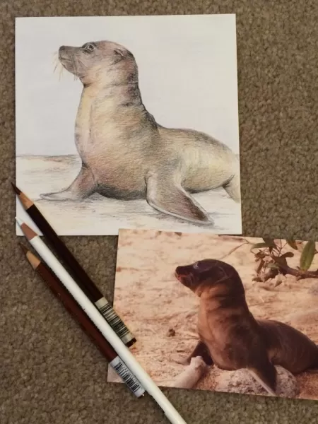 Colored pencil of a baby sea lion