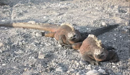 The only marine iguana- that is salt on their heads. 