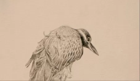 Yellow-crowned Night Heron, pencil