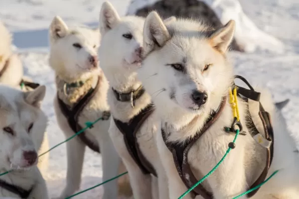 Line of alert Greenland sled dogs